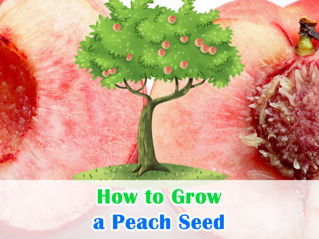 How To Grow A Peach Seed Homegrown Flavor Awaits House Garden