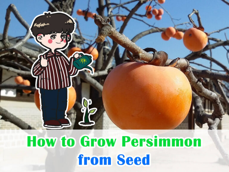 How To Grow Persimmon From Seed Exotic Garden Wonders House Garden