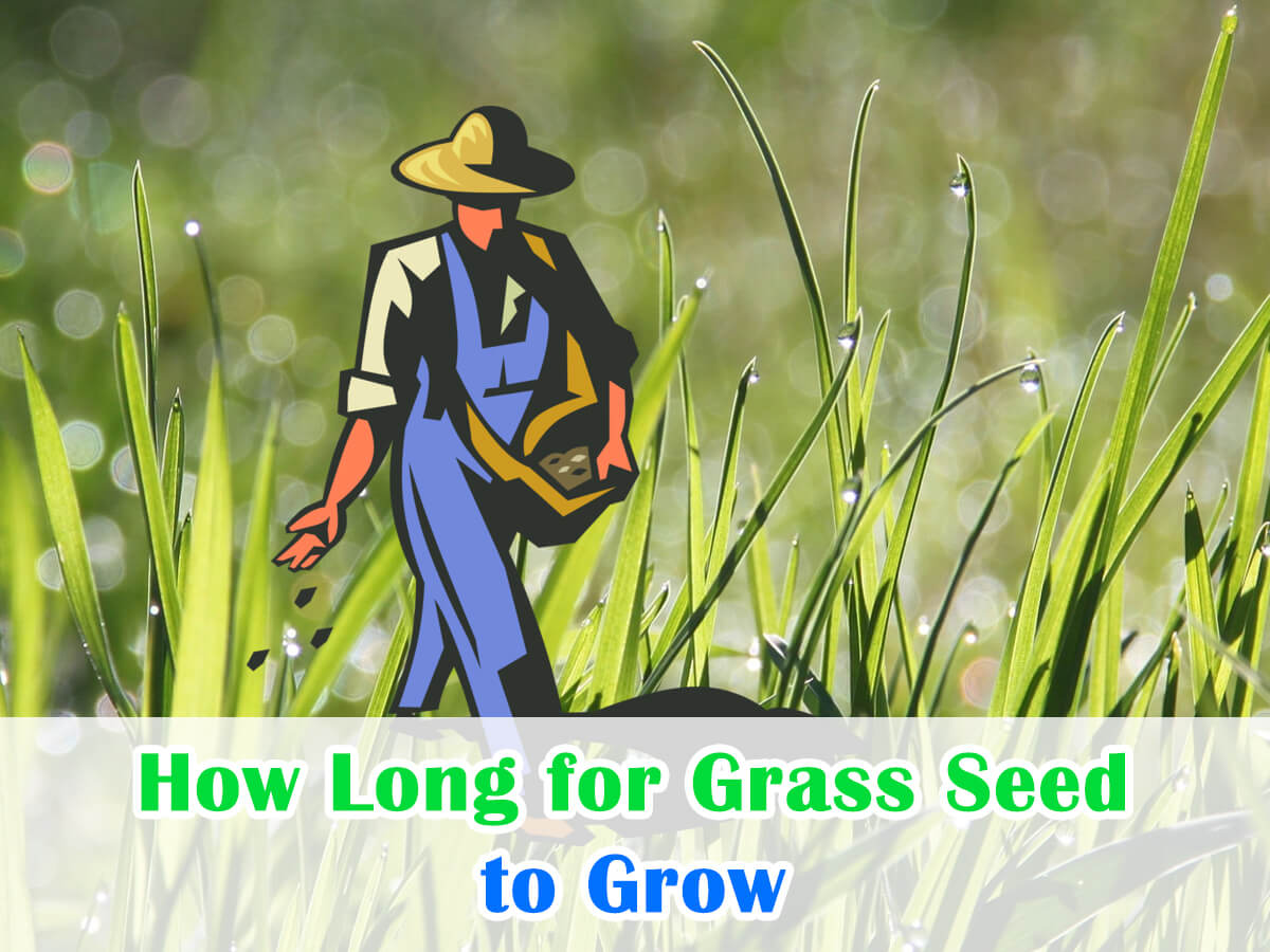 How Long for Grass Seed to Grow