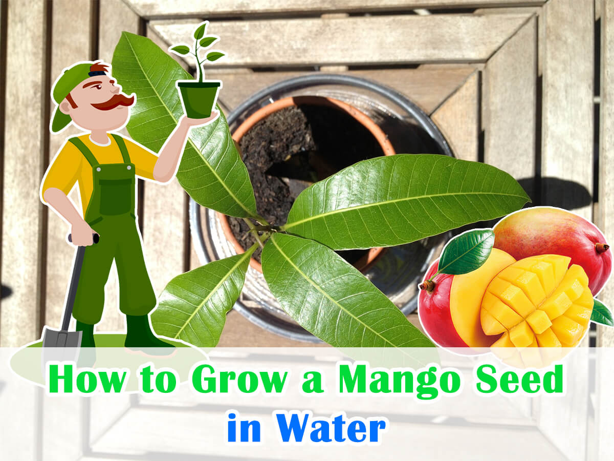 How to Grow a Mango Seed in Water