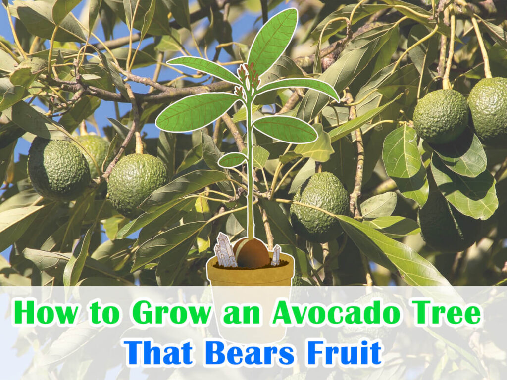 How to Grow an Avocado Tree That Bears Fruit: Secrets Unlocked – House ...