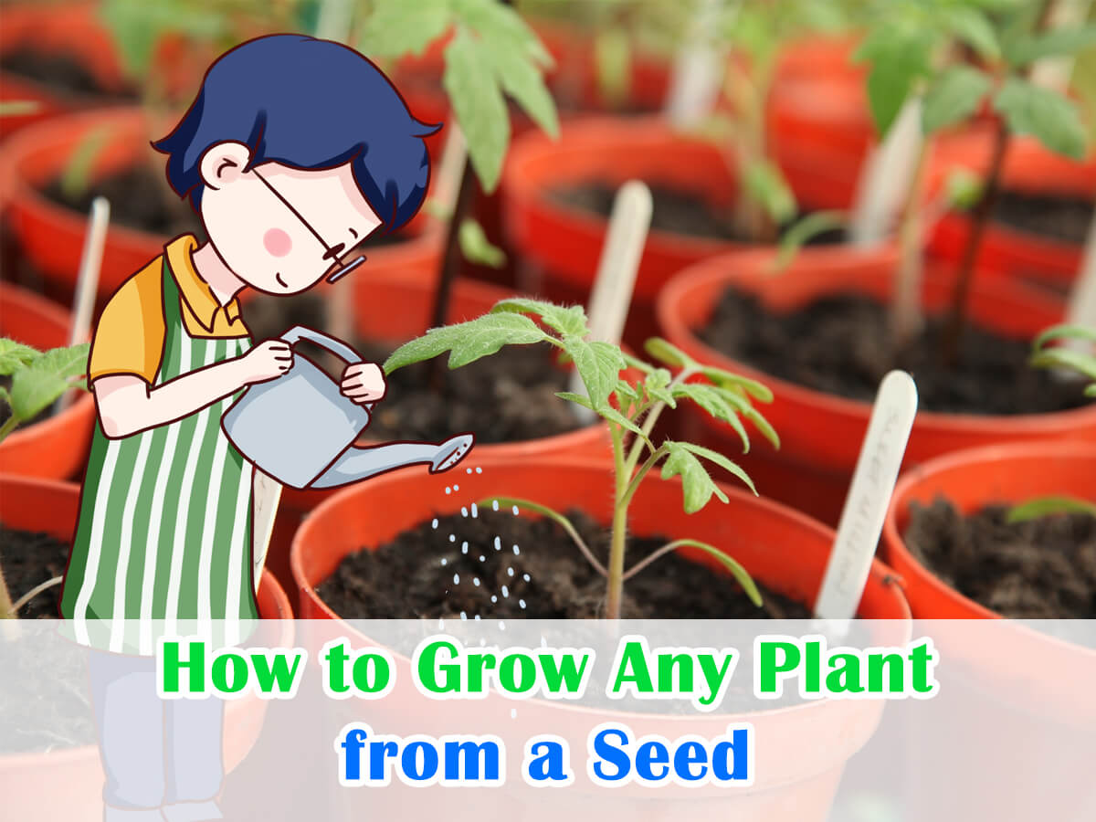 How to Grow Any Plant from a Seed