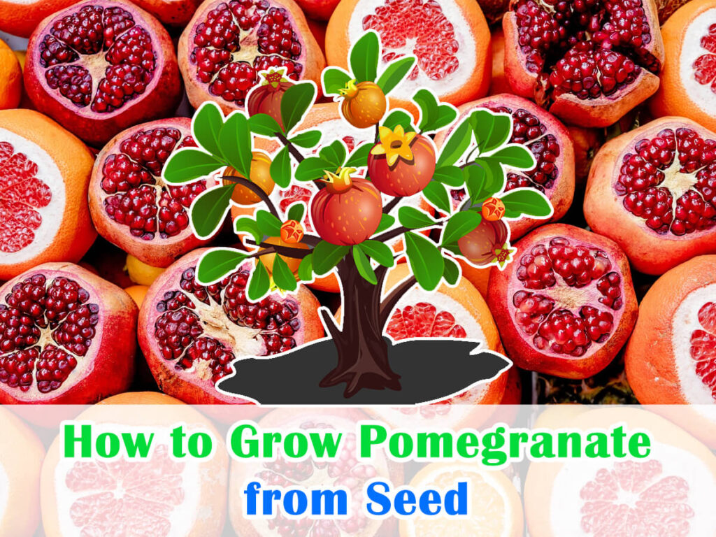 How To Grow Pomegranate From Seed Ruby Harvest Success House Garden