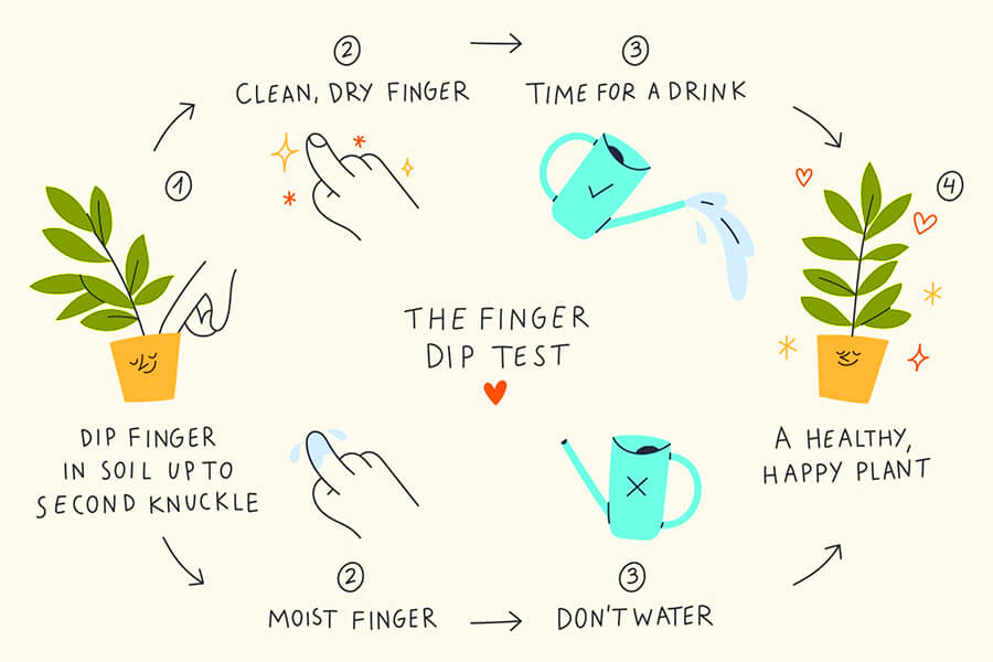 Watering: Finger test