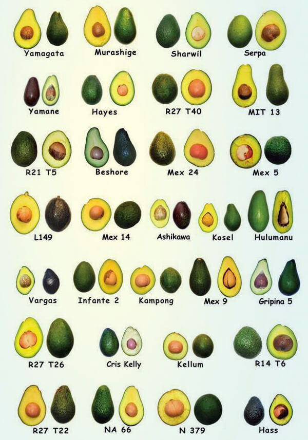 Avocado varieties