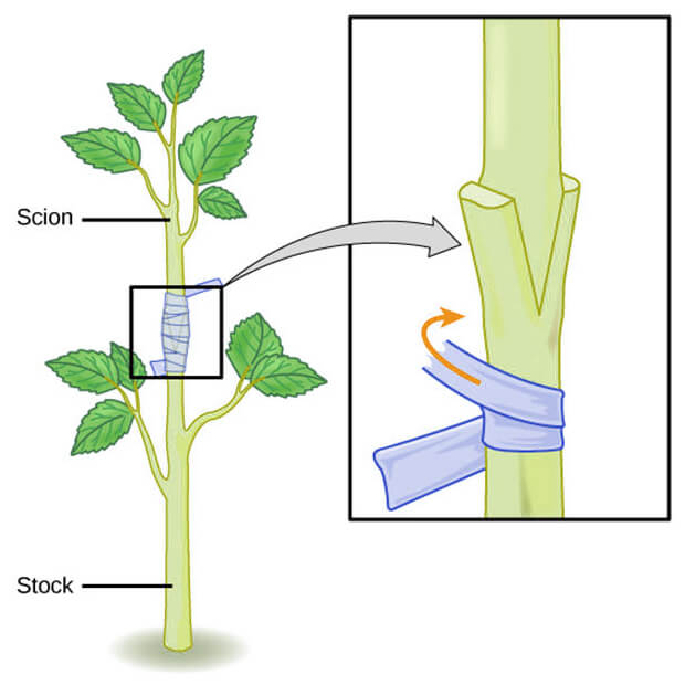 Grafting a tree, scion to stock