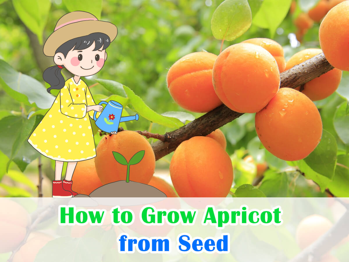 How to Grow Apricot from Seed Sweet Garden Delights House+Garden