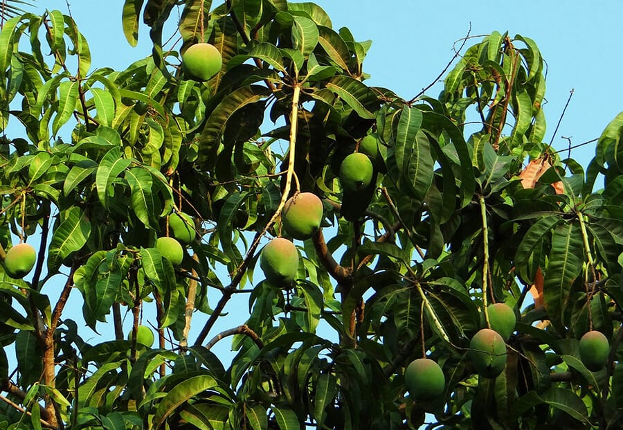 Mango tree