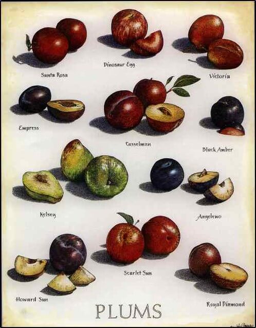 Types of plums