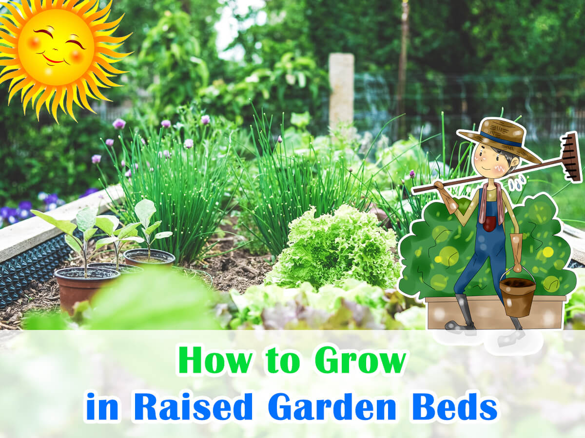 How to Grow in Raised Garden Beds