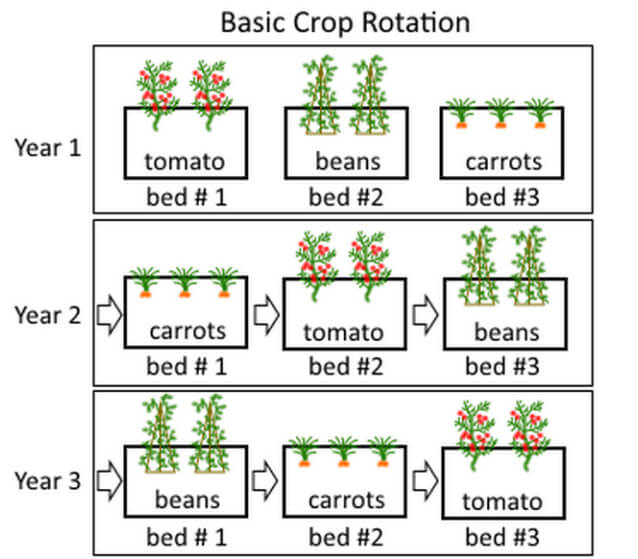 Raised garden beds: Crop Rotation